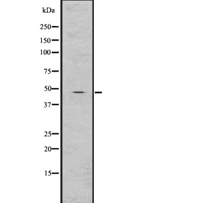 TGIF1 Antibody
