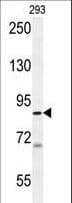 IHC-plus™ WDR48 Antibody (aa603-630)