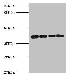 SEPHS1 / SPS Antibody