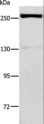 ESPL1 / Separase Antibody