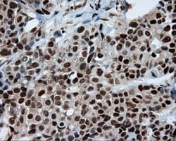BAP / SIL1 Antibody (clone OTI1F9)