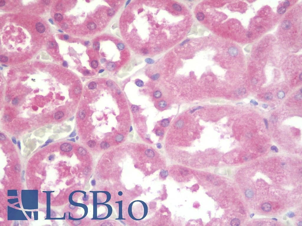 IHC-plus™ COX4I2 Antibody (aa31-80)