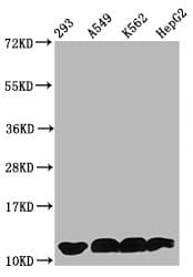 Polyclonal Rabbit anti-Human HIST1H4I Antibody (WB)