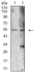 AUTL1 / ATG4C Antibody (clone 2E10H7)