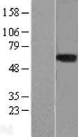 Human LRRTM1 Protein (Over-Expression Lysate Myc-DDK (Flag))