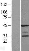 POLR2C Protein (Over-Expression Lysate Myc-DDK (Flag))