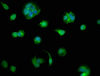 Polyclonal Rabbit anti-Human PDXDC1 Antibody (IF)