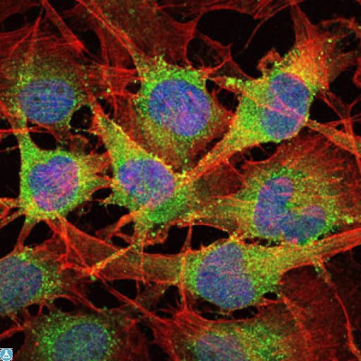 SMAD2 Antibody