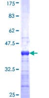 Human MUC7 Protein (Recombinant GST, N-terminus)