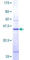 Human COX5B Protein (Recombinant GST)