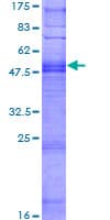 Human OR9I1 Protein (Recombinant GST)