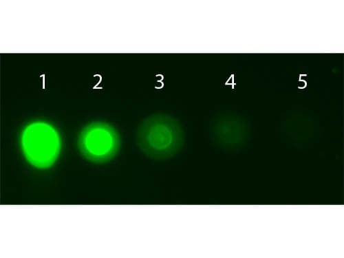 Monoclonal Mouse anti-Human AKT1 Antibody (clone 5E5.F5.D7, APC, Internal, IHC, IF, WB)