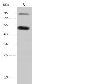 Polyclonal Rabbit anti-Human SNIP1 Antibody (WB)
