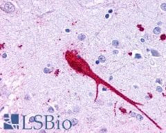 PAEL Receptor / GPR37 Antibody (N-Terminus)