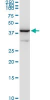 NAGK Antibody (clone 1H8)