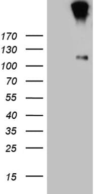 IL20RA Antibody (aa272-553, clone OTI7H7)