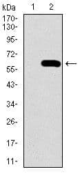 SPP1 / Osteopontin Antibody (Amino Acid: 167-314, clone 7C5H12)