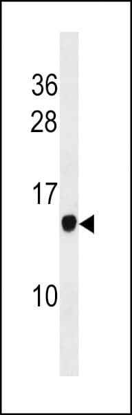 POMP / HSPC014 Antibody (aa105-131)