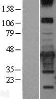 PRKCDBP / CAVIN3 Protein (Over-Expression Lysate Myc-DDK (Flag))