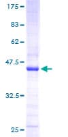 Human PRKRIR Protein (Recombinant GST)