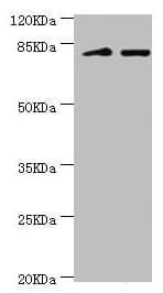 KIF2B Antibody