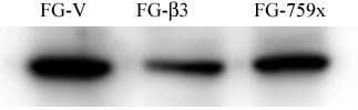 SRC Antibody (clone 17AT28)