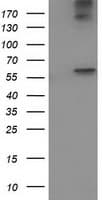 ACOT12 Antibody (clone OTI1B9)