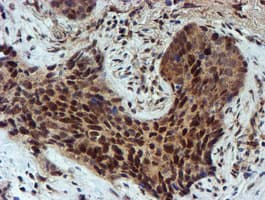 NQO2 Antibody (clone OTI3G4)