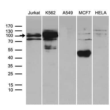 TCF12 / HEB Antibody (clone OTI4D6G8, Carrier-free)