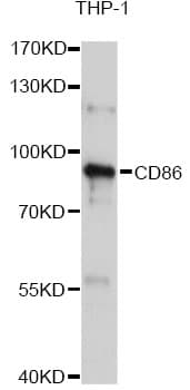 IHC-plus™ Polyclonal Rabbit anti-Human CD86 Antibody (IHC, IF, WB)