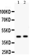E2F4 Antibody (aa228-243)