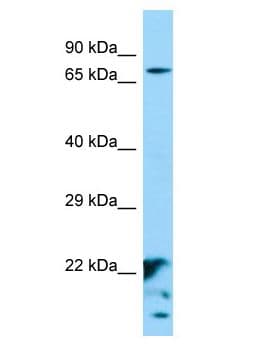 XKR6 Antibody (aa258-307)