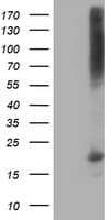 DSTN / Destrin Antibody (clone OTI1G8, Carrier-free)