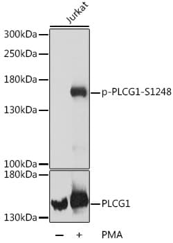 PLCG1 Antibody (phospho-Ser1248)