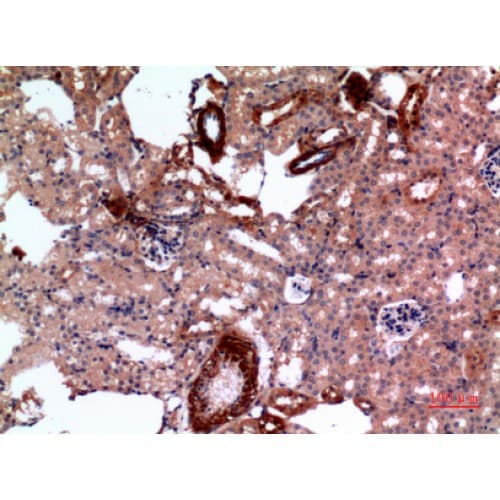 E2F4 Antibody