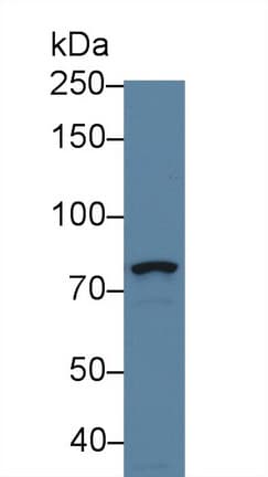 DGKG Antibody (aa346-576, APC)