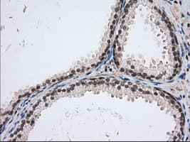 USP5 Antibody (clone OTI1A8)
