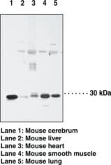 IHC-plus™ NOL3 / ARC Antibody