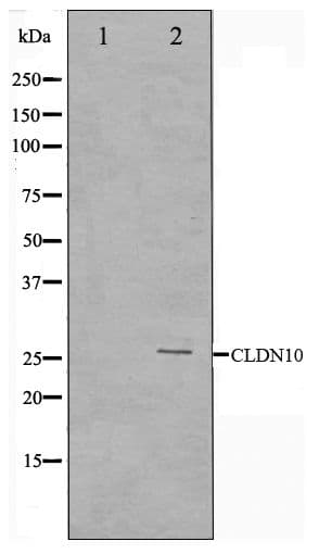 CLDN10 / Claudin 10 Antibody