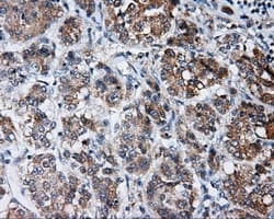 LIPG / Endothelial Lipase Antibody (clone OTI4D2, Carrier-free)
