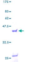 Human ALOX5AP / FLAP Protein (Recombinant GST)