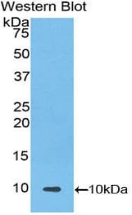 UCN2 / SRP Antibody (aa31-112, APC)