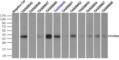 CD32A Antibody (clone OTI6H7)