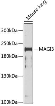 MAGI3 Antibody