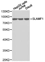 SLAMF1 / SLAM / CD150 Antibody