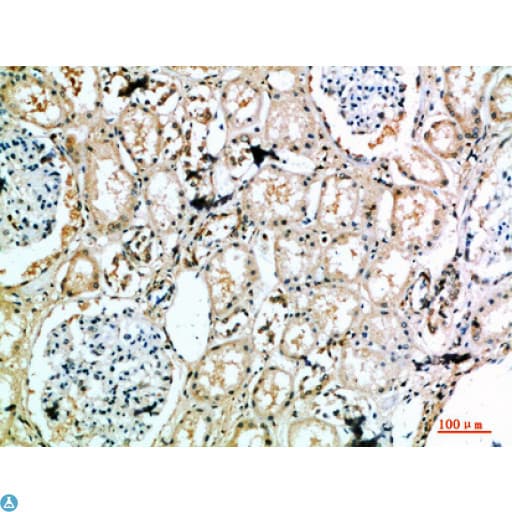 Polyclonal Rabbit anti-Human MIB1 Antibody (WB)