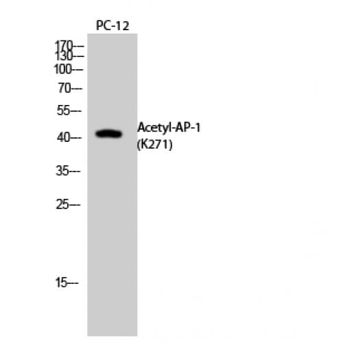 JUN / c-Jun Antibody (Internal)
