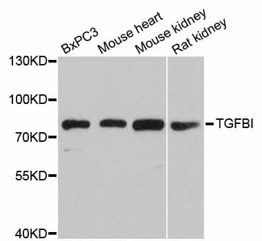 TGFBI Antibody