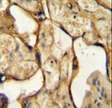 Placental Lactogen Antibody (aa177-204)