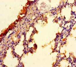 C9orf117 Antibody
